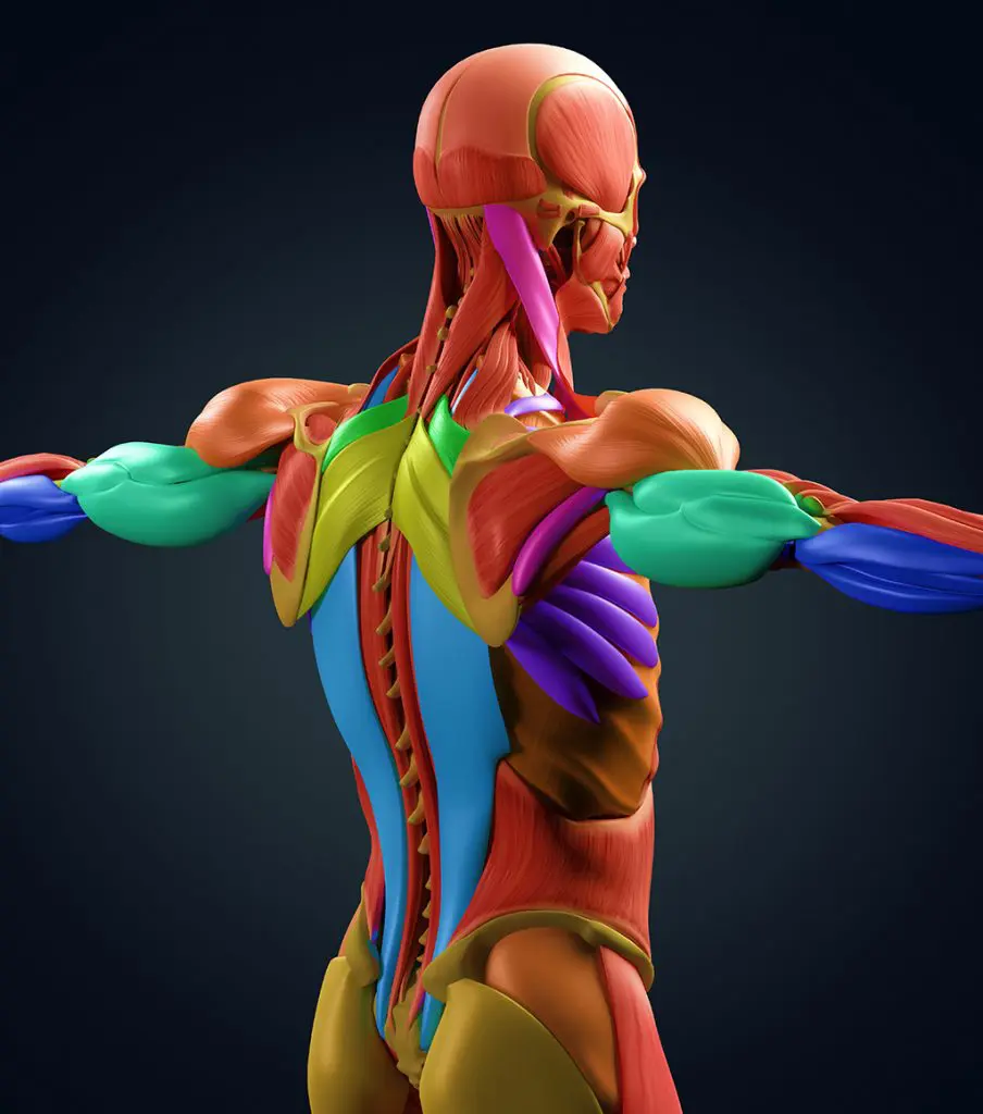 Human anatomy muscle groups, torso back, color coded. 3d illustration.